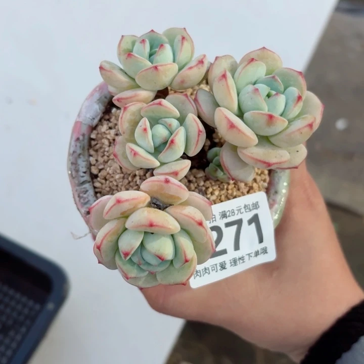白底香草无盆土发货多肉多