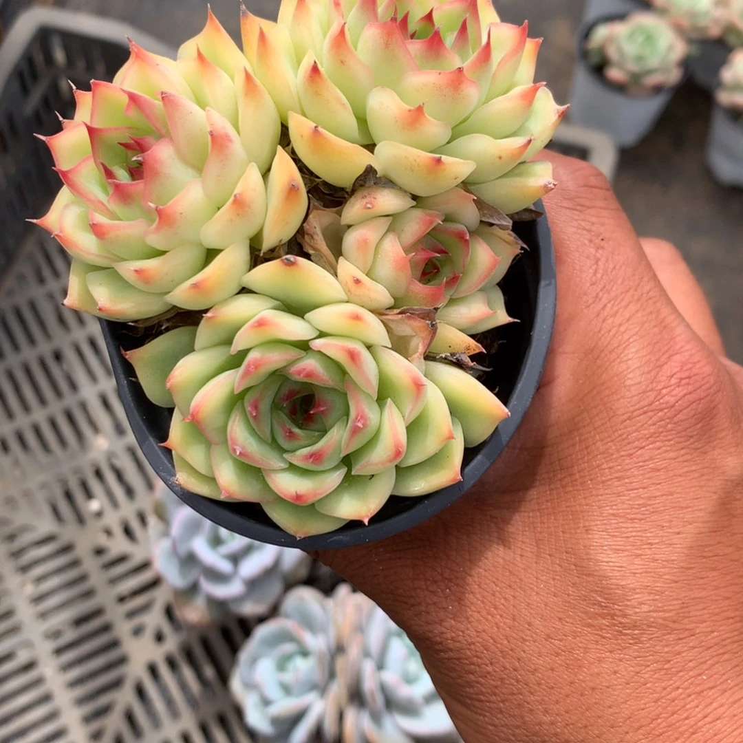 我们就像这只蝴蝶飞得