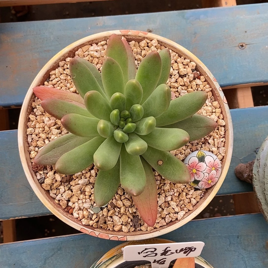 【闪购商品】橙色奇迹单头