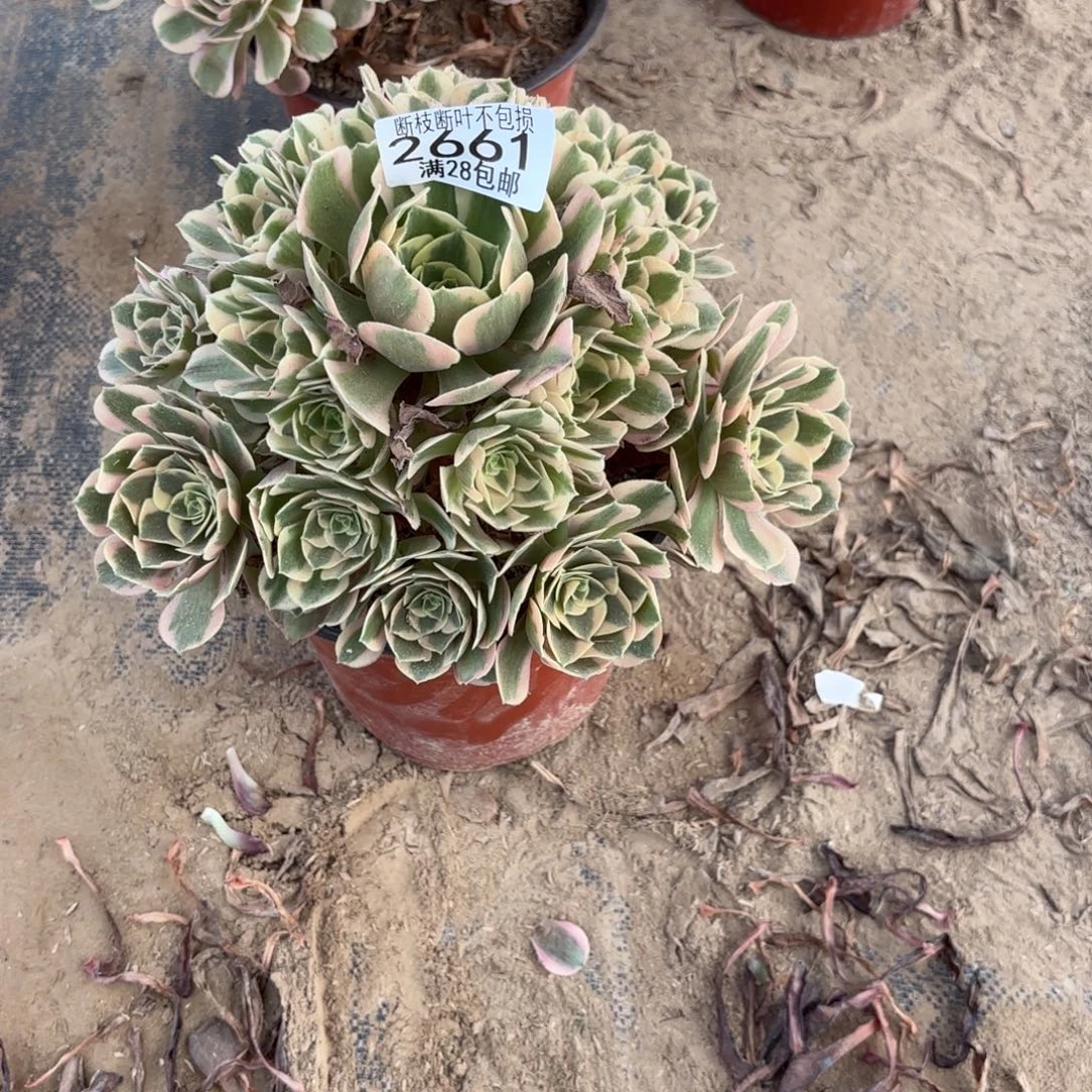 妹***妹P. 2661粉女巫多肉。ce