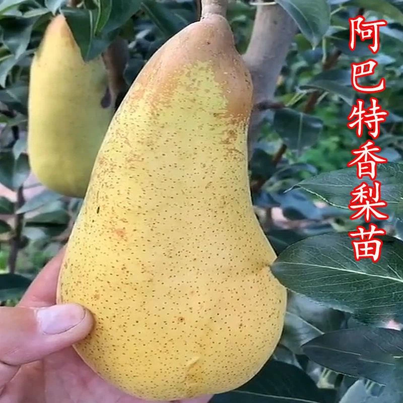 嫁接大果梨树苗新品种特大早熟阿巴特香梨苗盆栽地栽南方北方种植