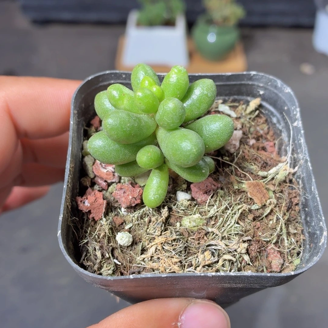 绿龟卵多肉9.9包邮发货