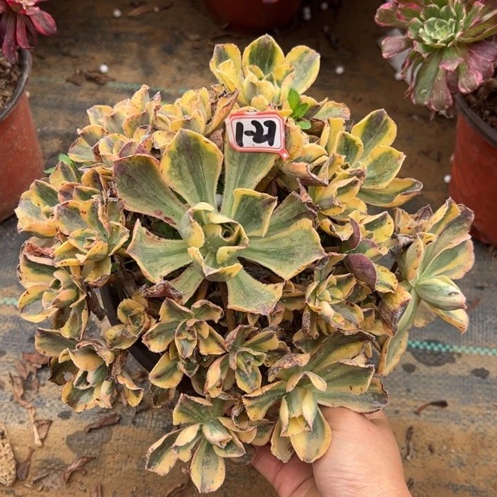 青花瓷多肉植物1-27