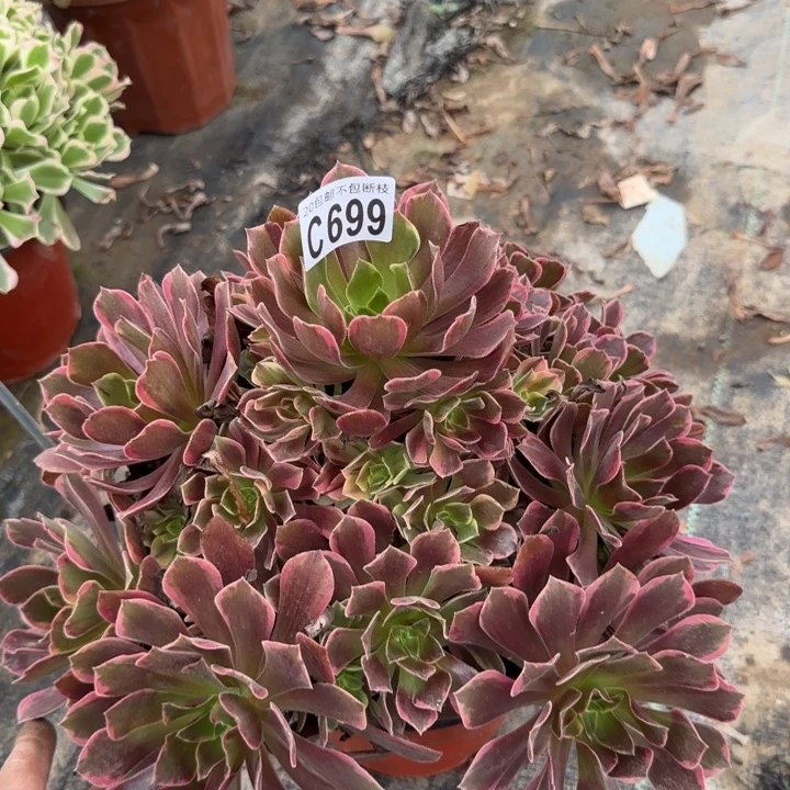 金丝缺……多肉植物……