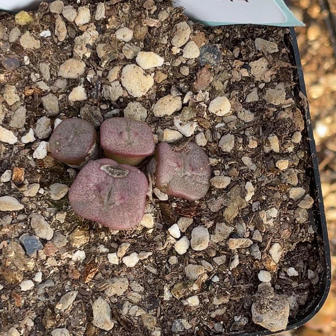 冬****025-88肉锥多肉植物