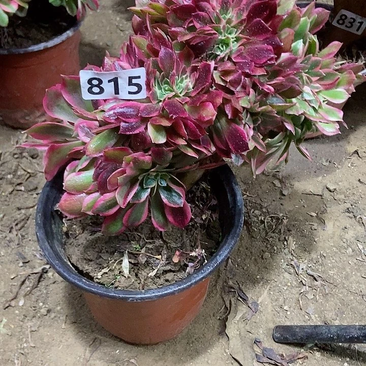 815粉女妖缀化老板子