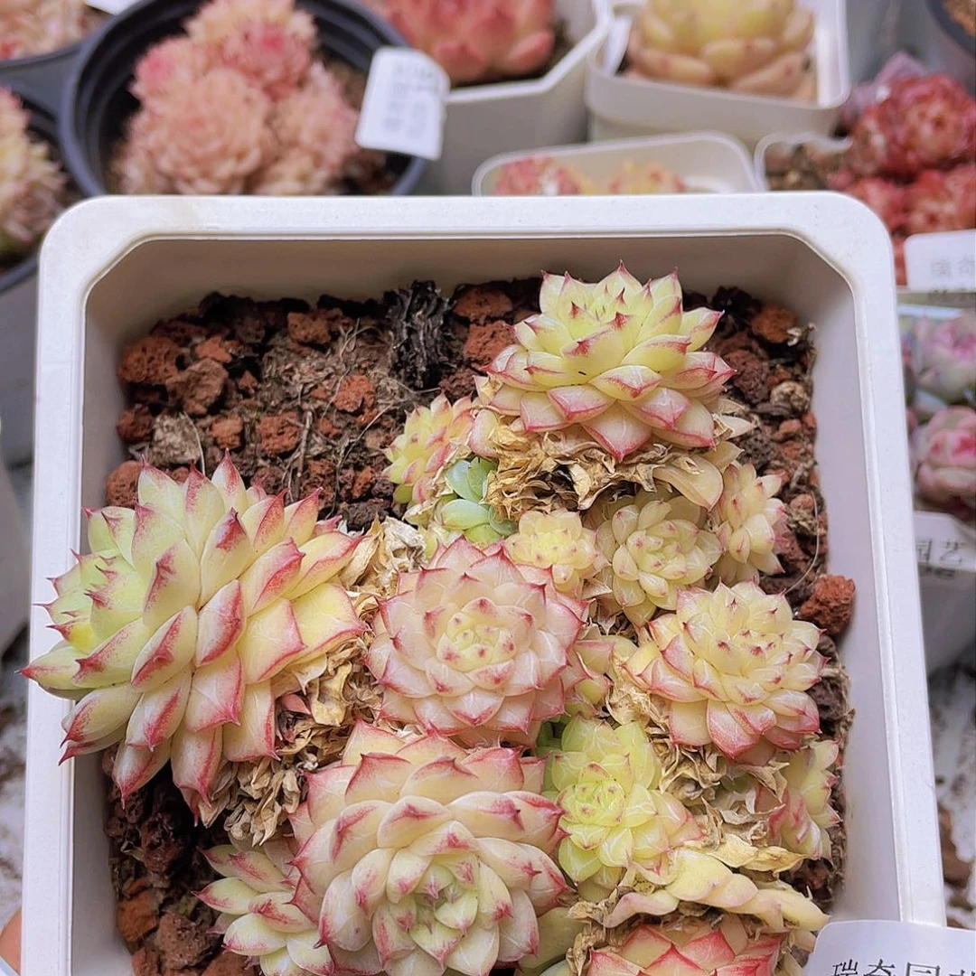 00000000000042一物一拍