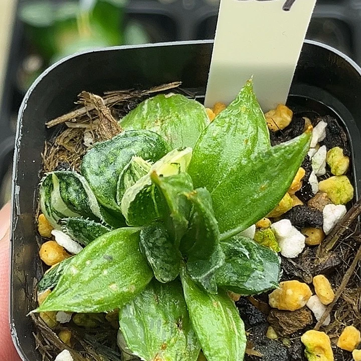 224多头实生寿锦头家多肉十二卷