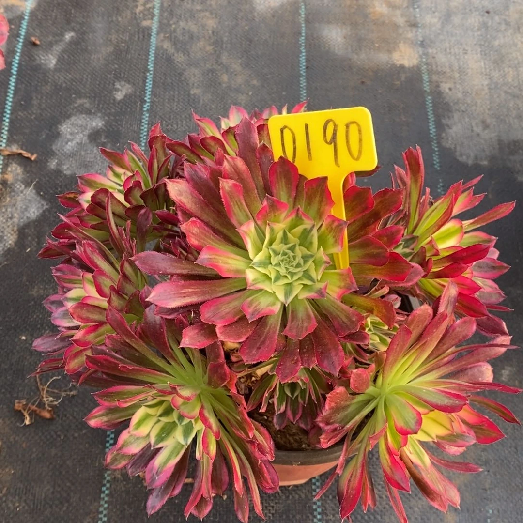 0190天河一物一拍多肉