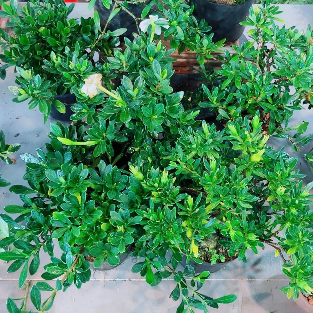 韩***立玉荷，米雀，潮珠，风车，腊玉2，寿星