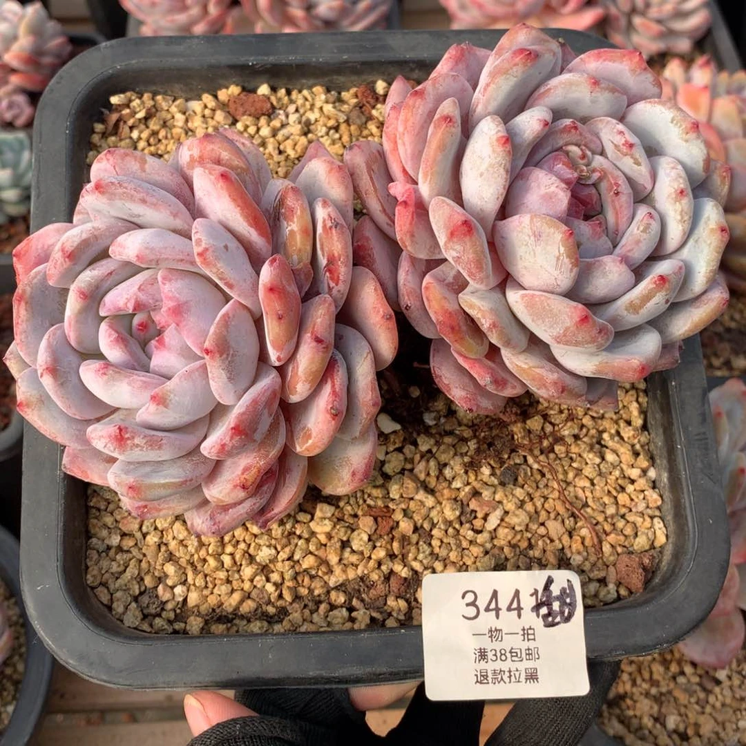 甜*甜18厘米双头有砍星影3441