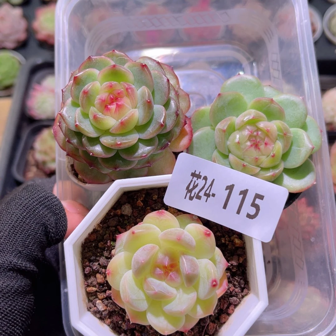 花24-115新品单头3颗