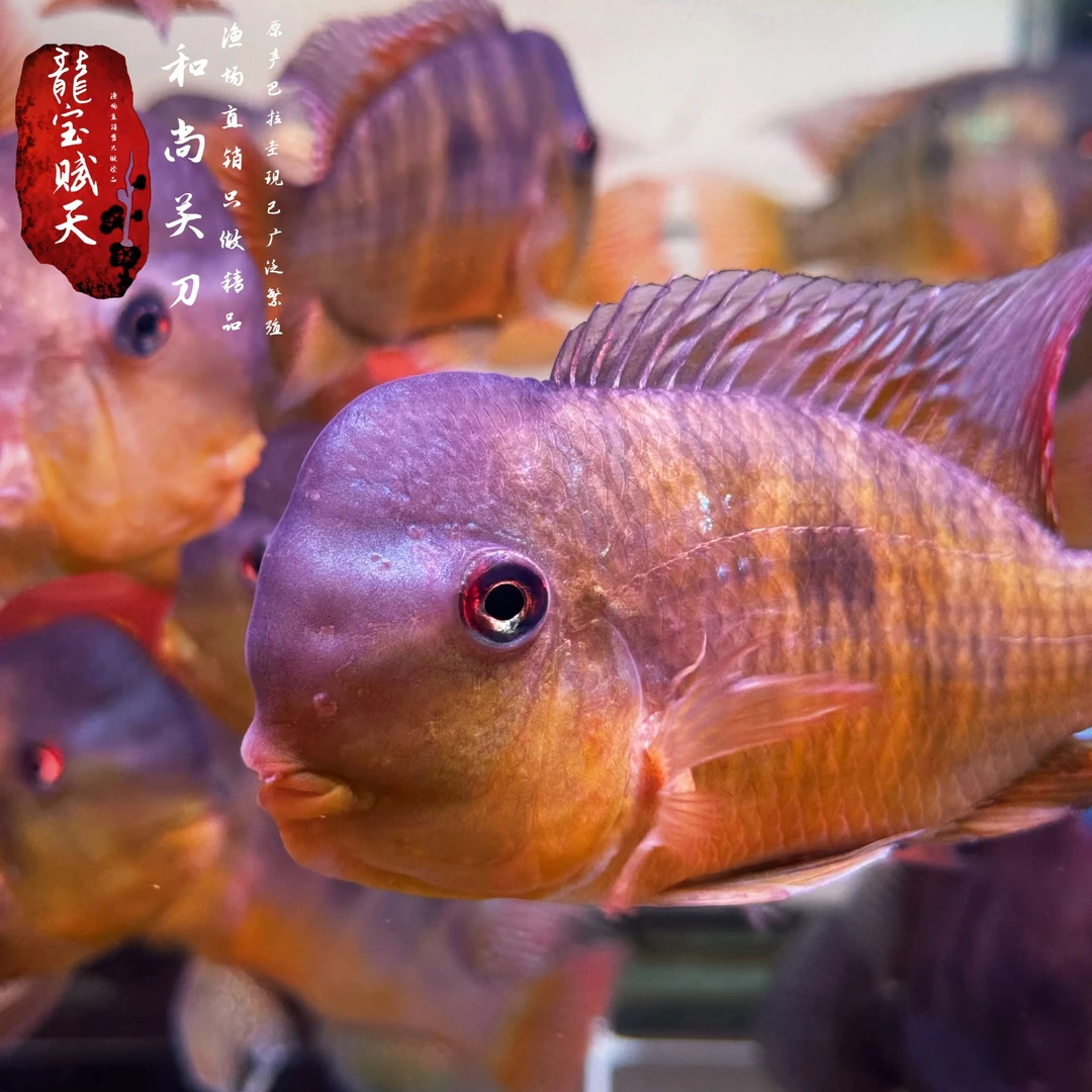 和尚关刀鱼关刀鱼和尚鱼热带鱼淡水鱼观赏鱼超萌好物好饲养可混养