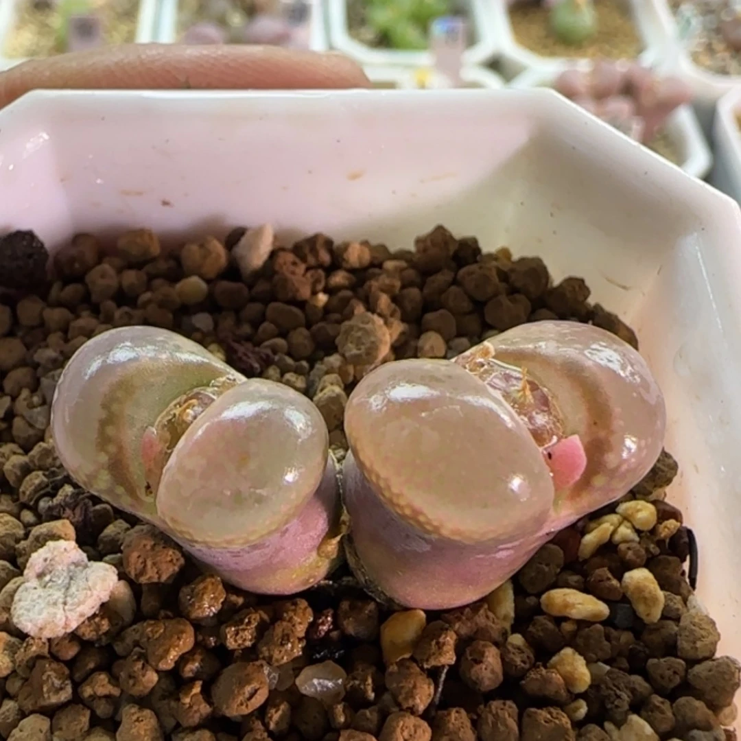 【闪购商品】19927红风铃