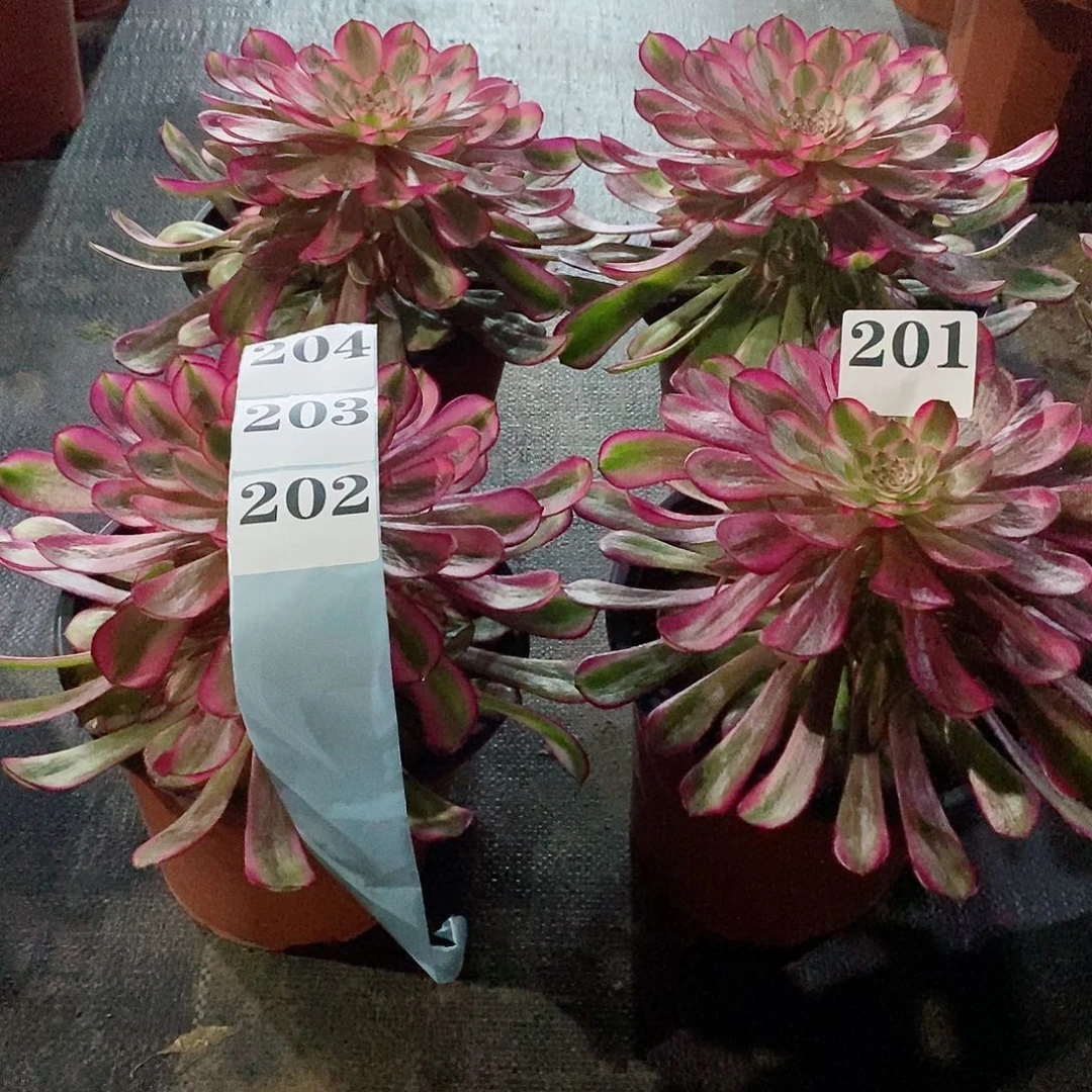 小***.白月光201-204多肉法师