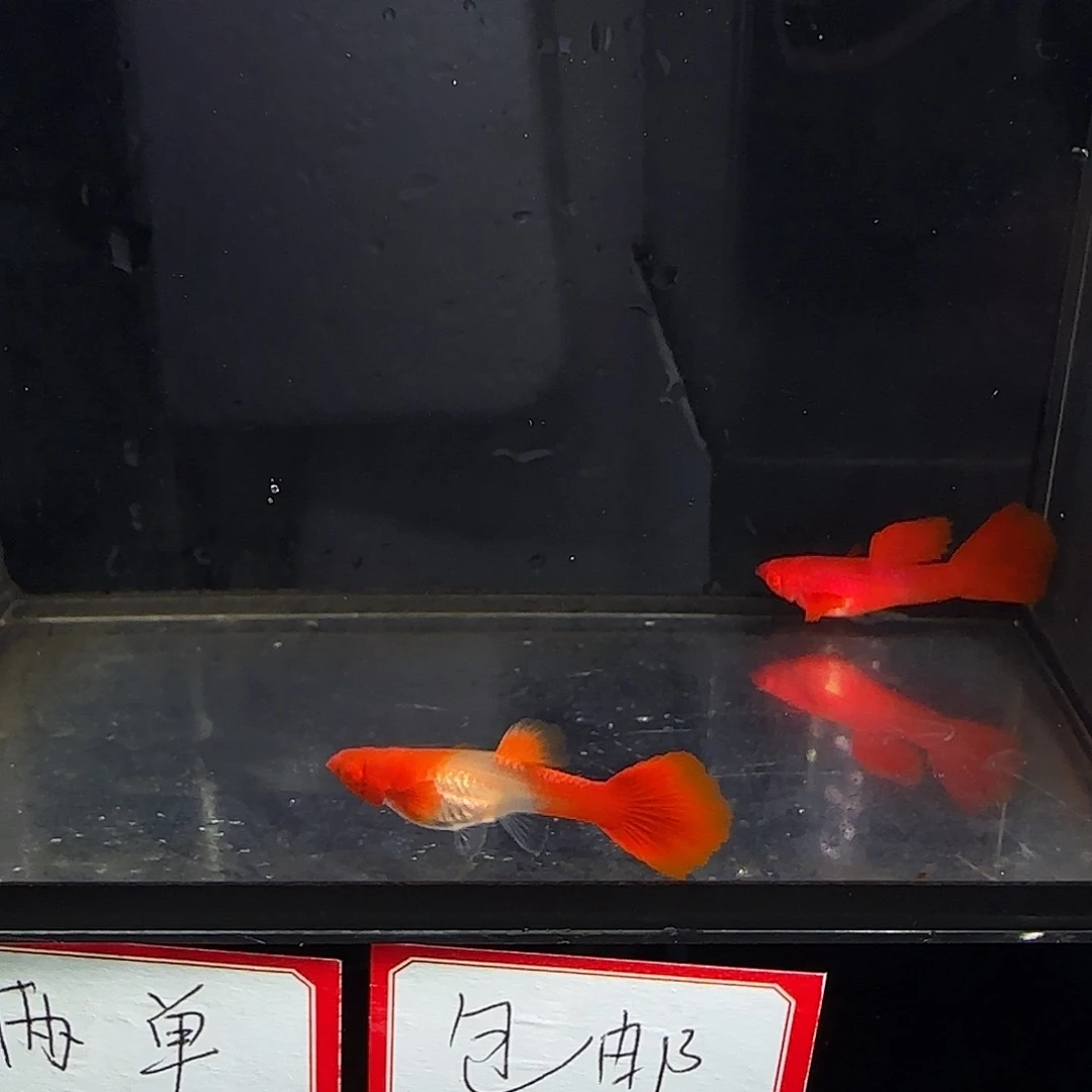 孔雀鱼双分水一对
