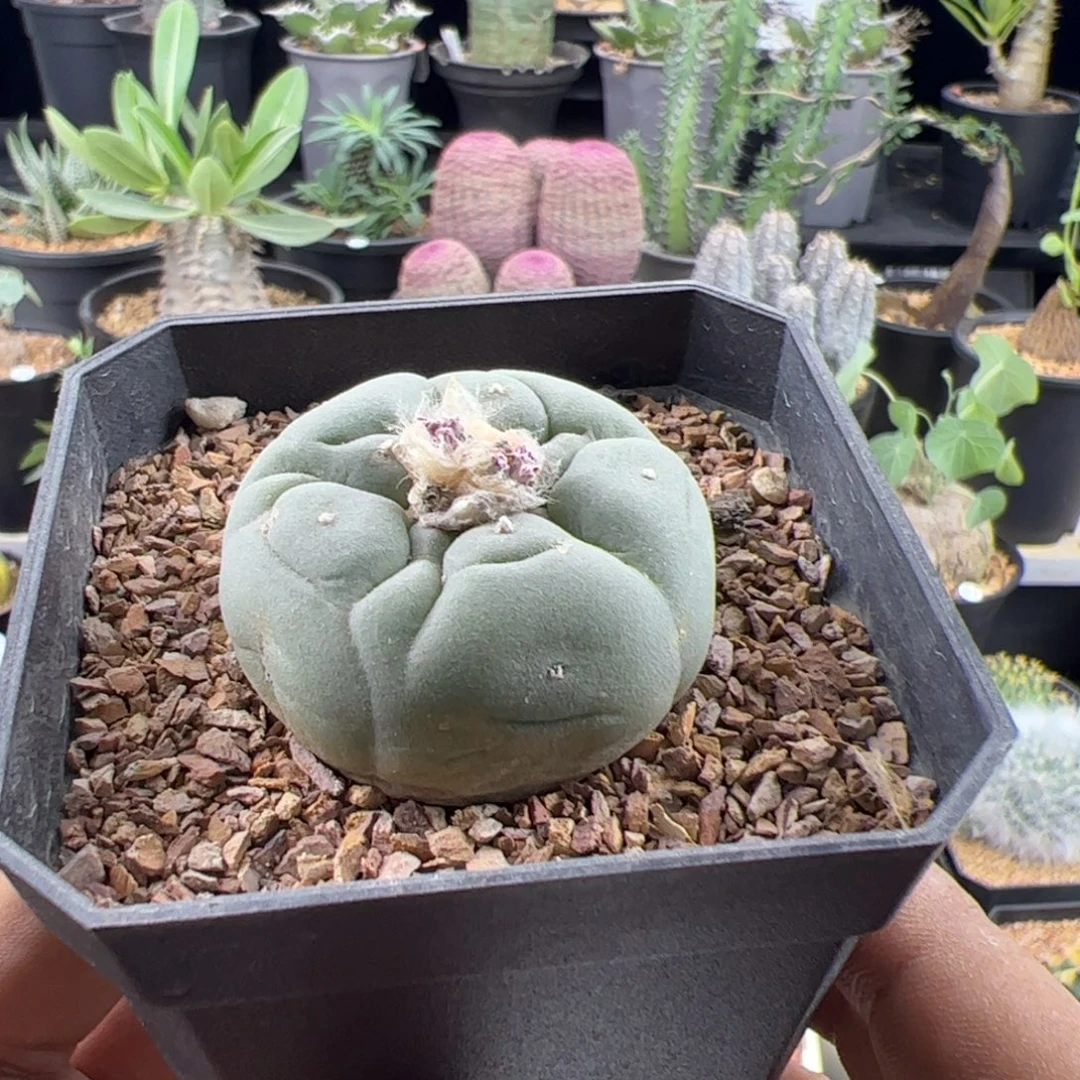 草球实生3.9一物一拍带盆发