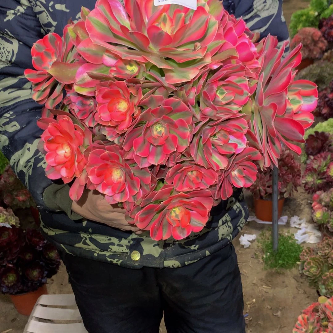 虹*妹法师多肉植物806