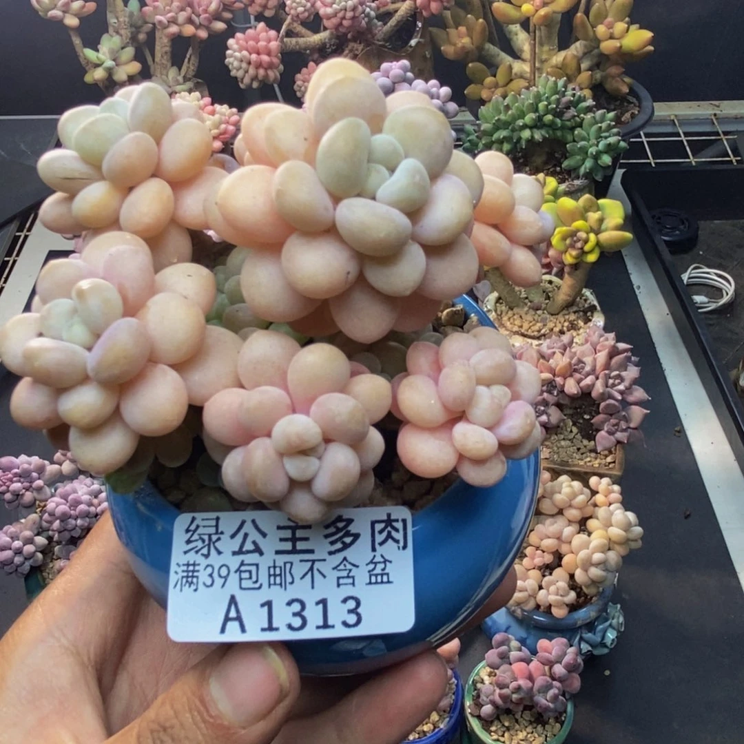 313洛可可多肉7c m