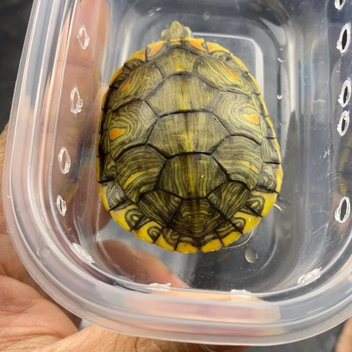 巴西彩龟母6666666