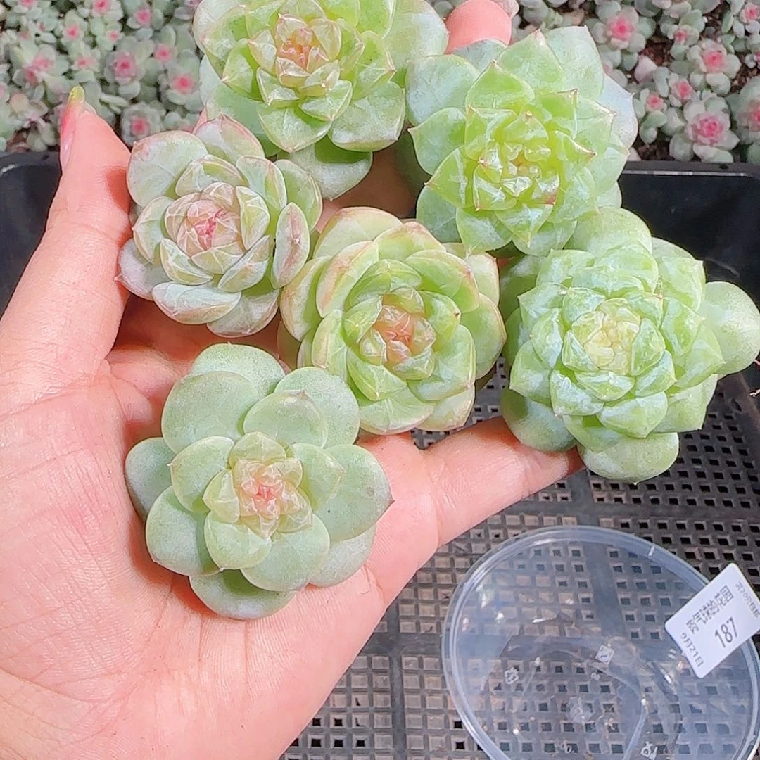 0921---187糖心珍妮