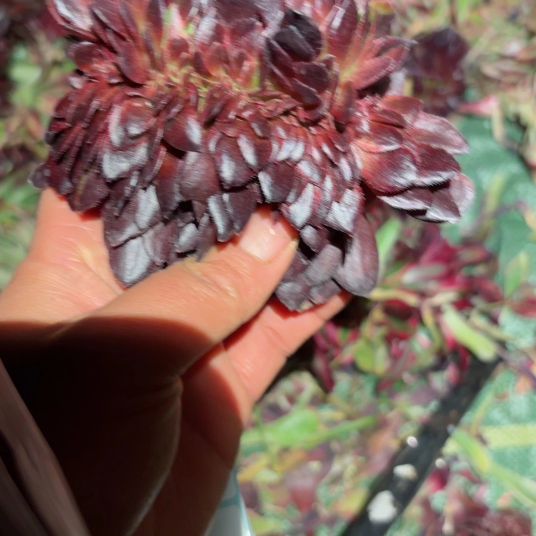 量拍黑牡丹1颗号多肉法师特价没有根