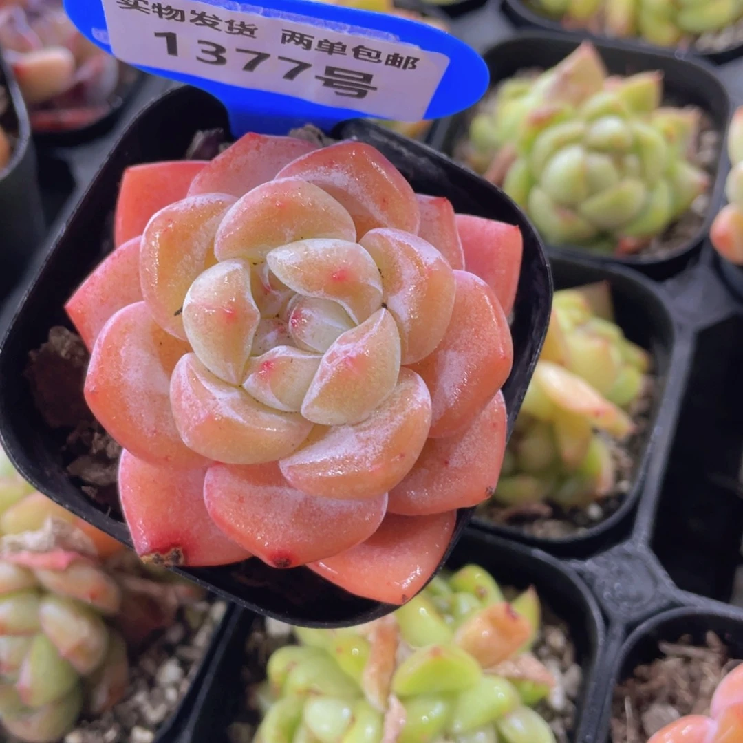 1377号 果冻全状态大白兔单头一个