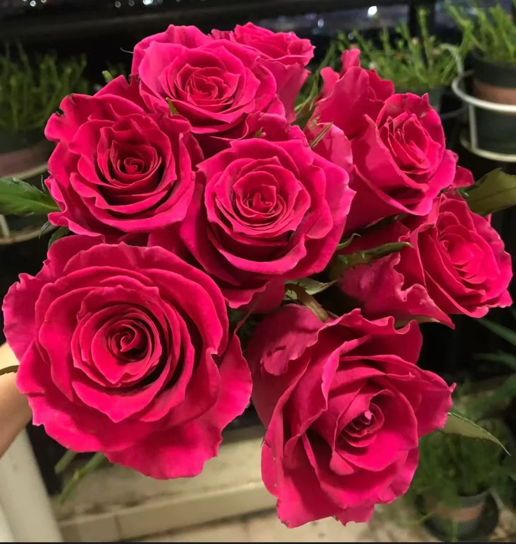 亿朵花舍（高盛月季）深玫红色 玫瑰花香  无刺 花大 直立型强