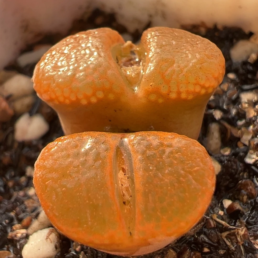 橘蛋糕风铃多肉植物