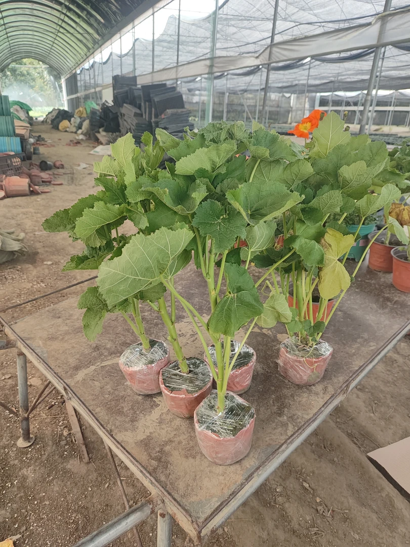 重瓣蜀葵   多年生混色带大花包