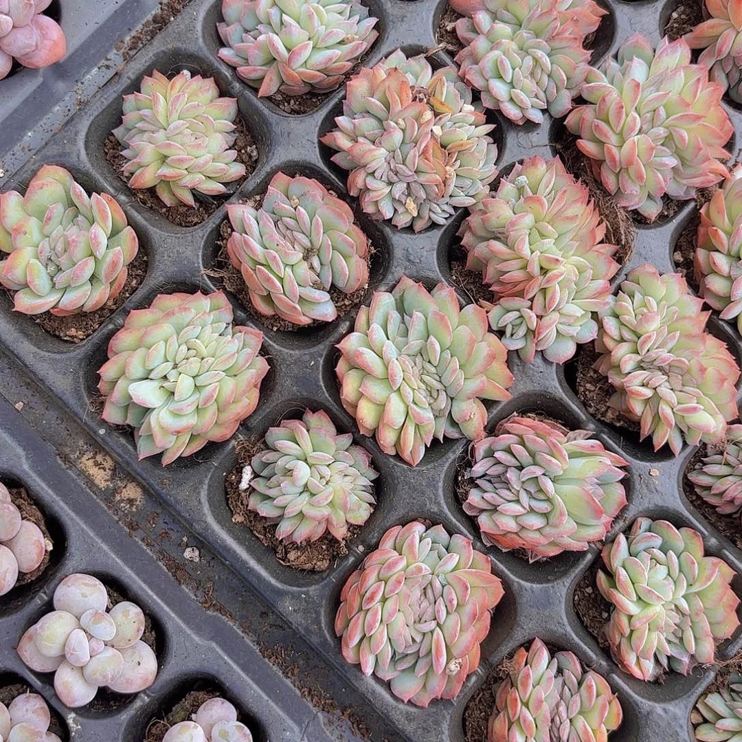 莎莎女王缀一刻量拍