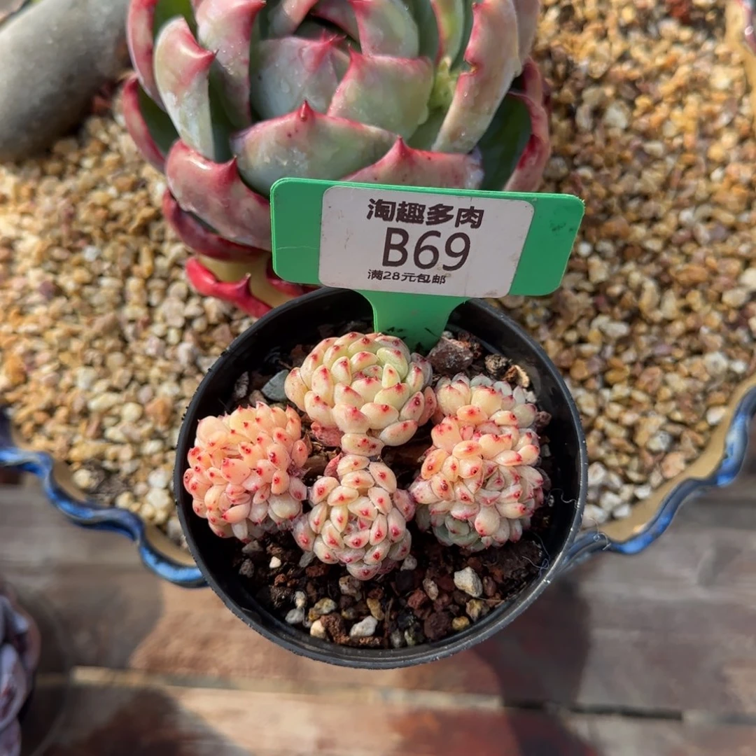 多肉植物111111111