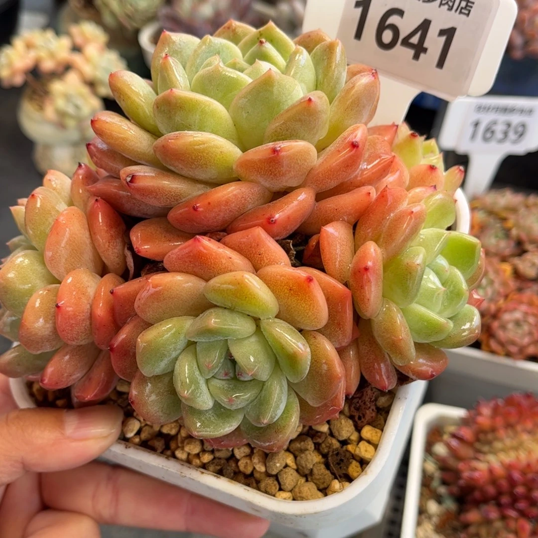 1641 满30包邮 天冷必拍保温箱