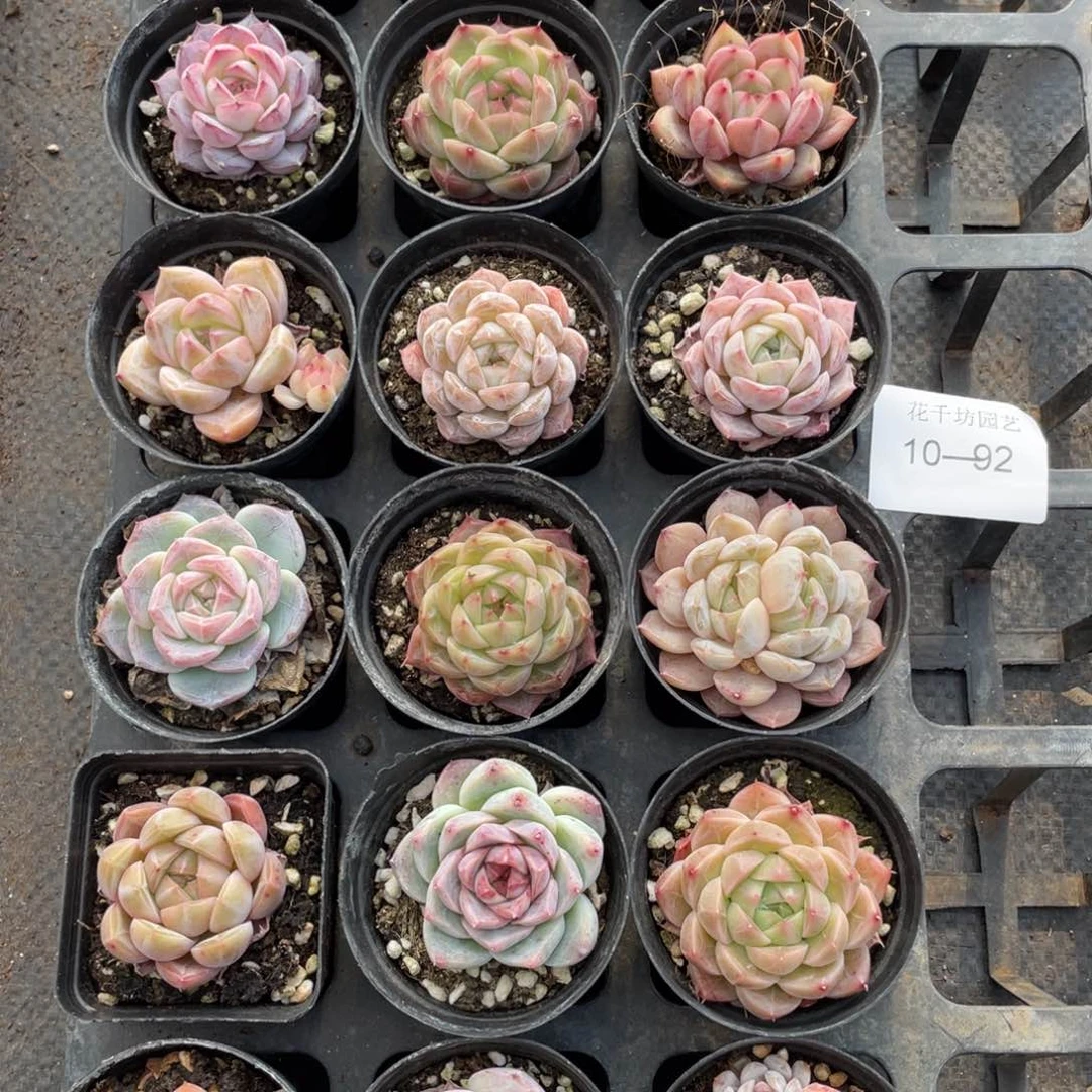 一物一拍18棵10-92