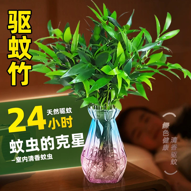驱蚊竹柏水培植物室内四季常青好养绿植盆栽办公室适用