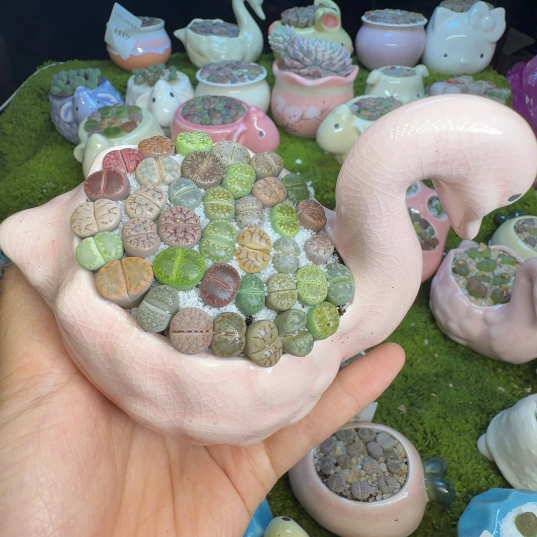 萌****多肉植物的开播福利1130