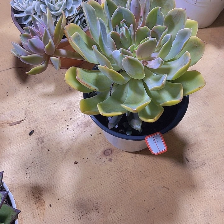 墨*岩00000000000000000063