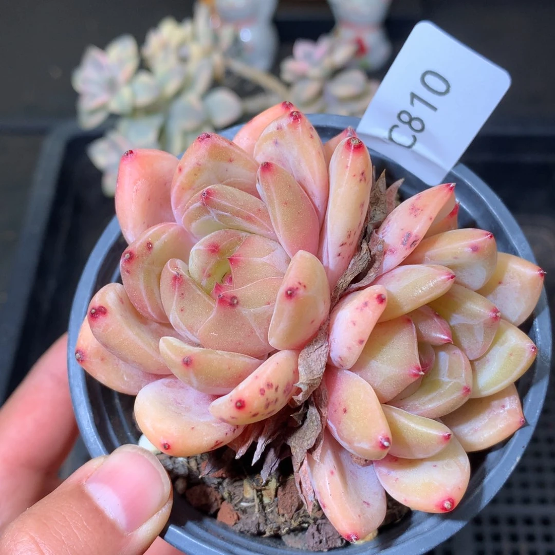 810q橙精品多肉双头