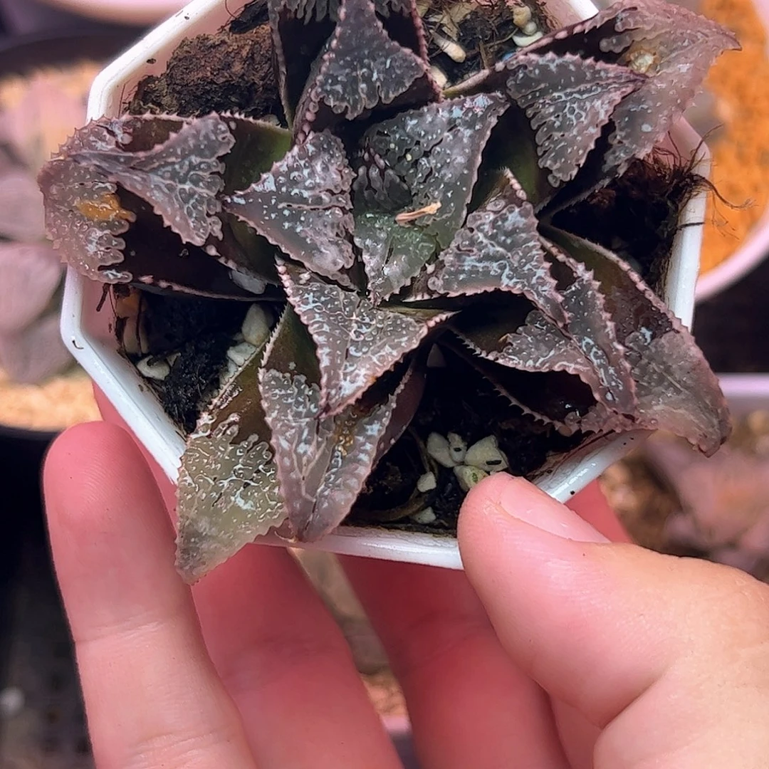 武藏母本十二卷多肉植物