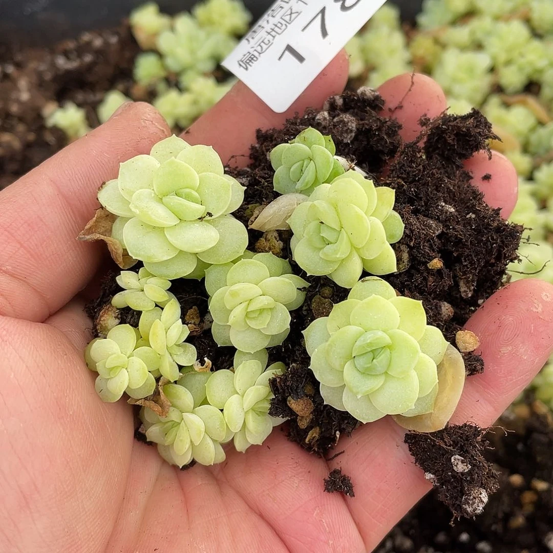 梁****?Q20不知名一物一拍178