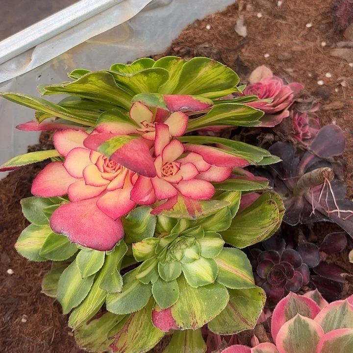 多肉植物知否2210