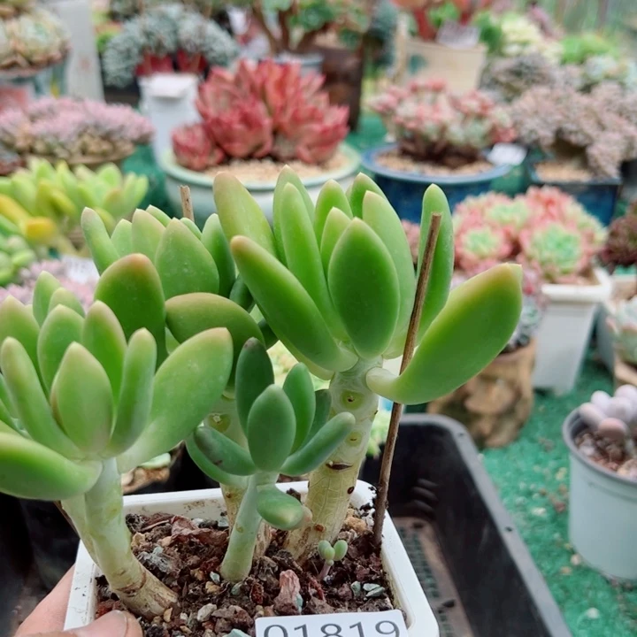 幸运的是我还没遇到过这样