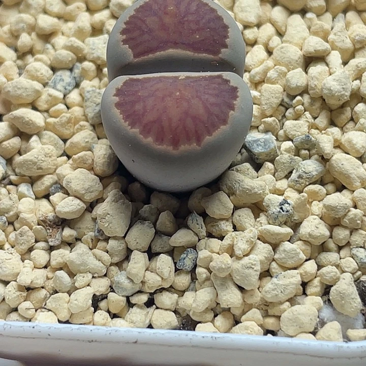 家人园艺多肉生石花岛田红窗菊30