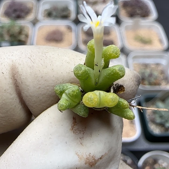 0016火柴福利福利福利