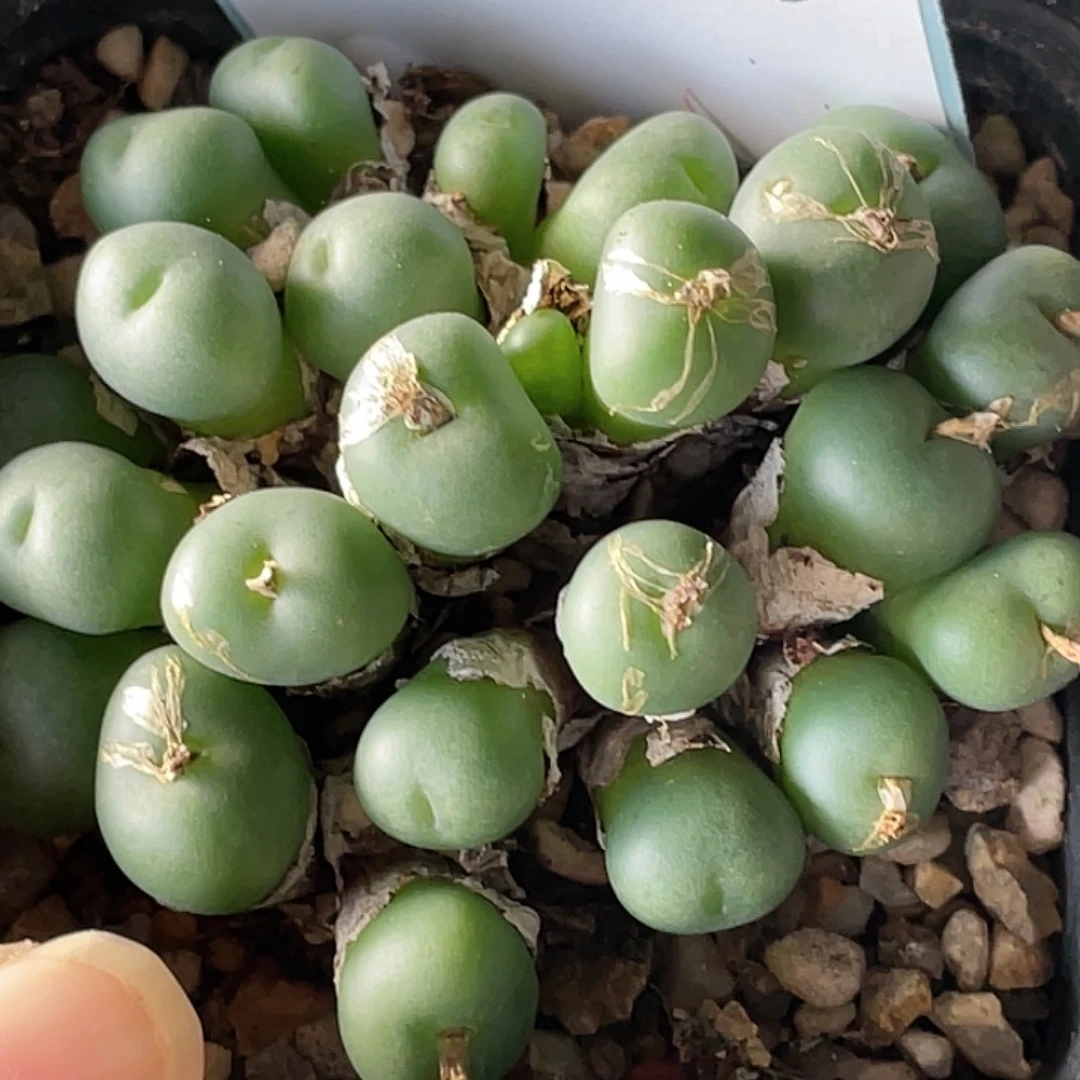 18-108小饼多肉植物
