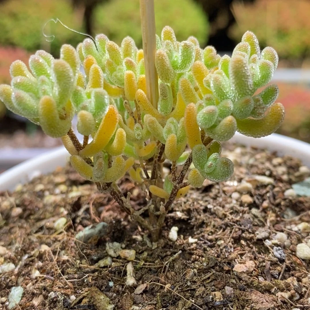 冰晶枝干番杏D701