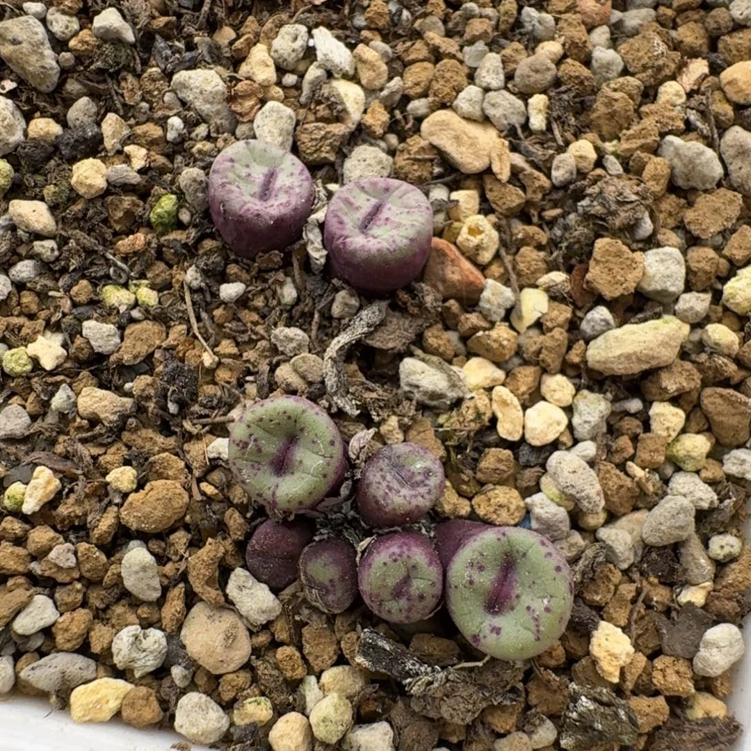 两个小红嘴多肉。