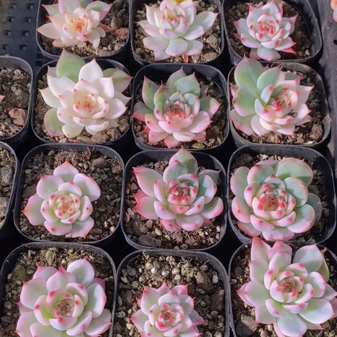 1127-11-精品福利吉娃娃锦单头一个