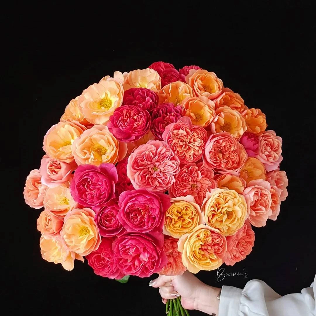 门店多头稀有彩色果汁玫瑰鲜切花基地直发顺丰发货