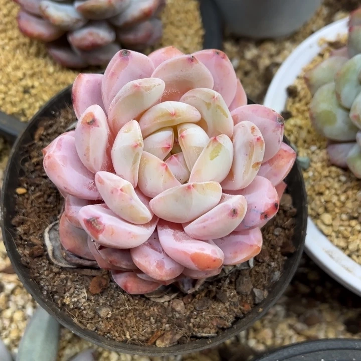 橙梦露 不单独发货